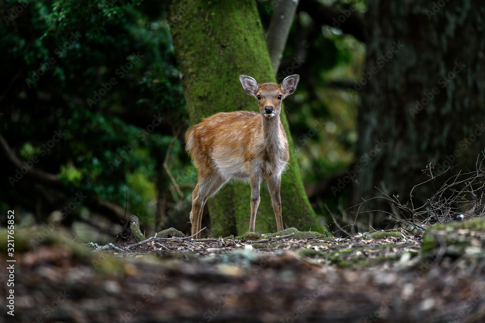 young sika deer fawn in the forest close up