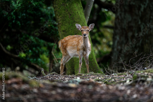 young sika deer fawn in the forest close up