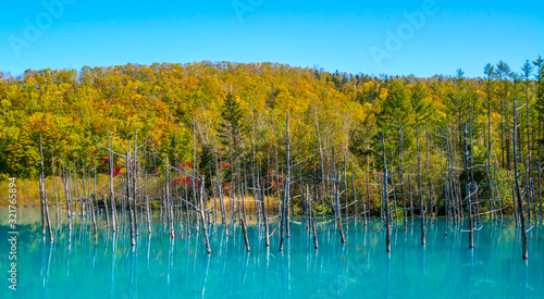 Blue pond  Aoiike  in Biei  Hokkaido