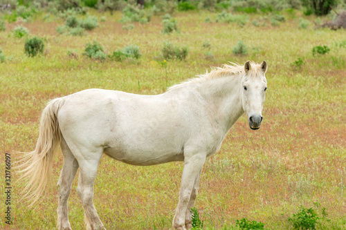 A Horse on the farm in Pemberton  British Columbia  Canada.