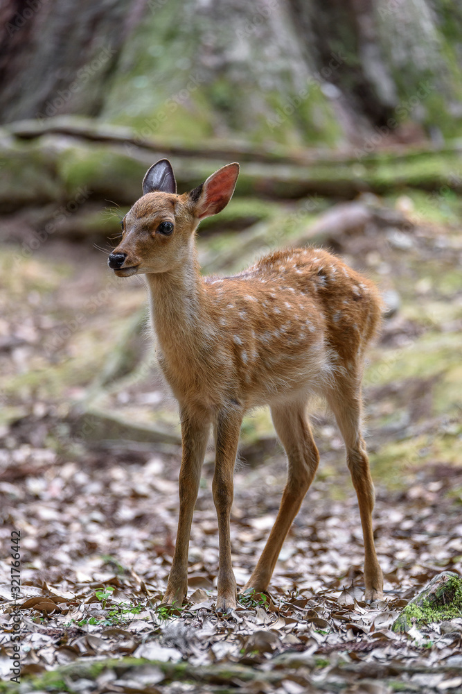 young sika deer fawn in the forest close up