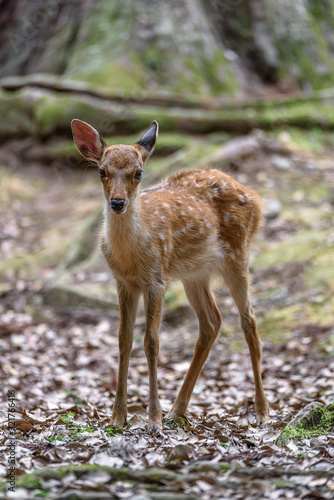 Fototapeta Naklejka Na Ścianę i Meble -  young sika deer fawn in the forest close up