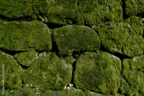 stone wall covered by moss