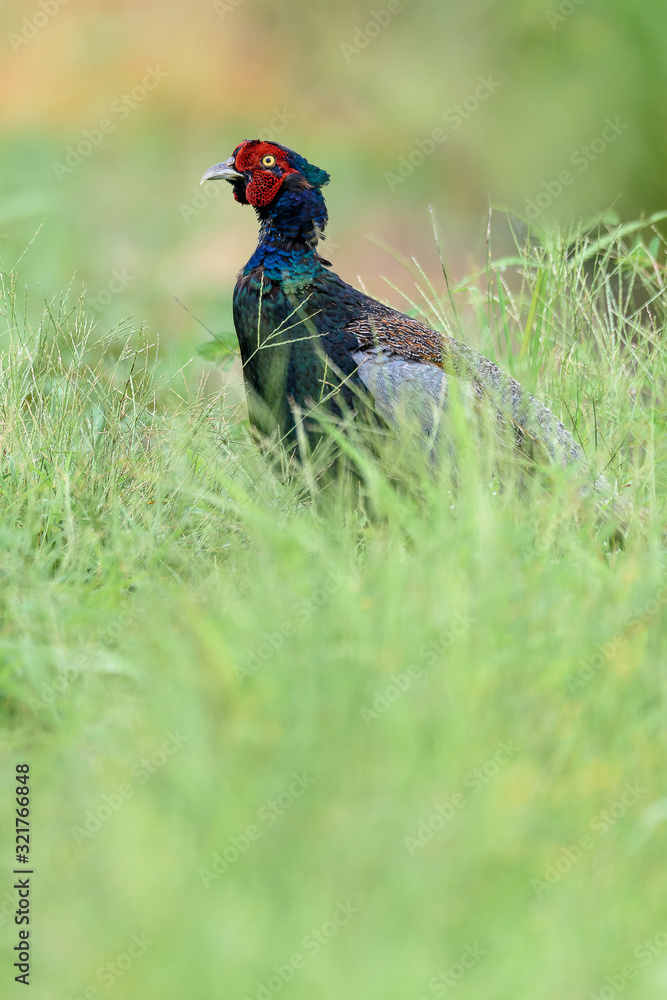 Japanese pheasant close up in a green rice field Japanese pheasant close up in a green rice field
