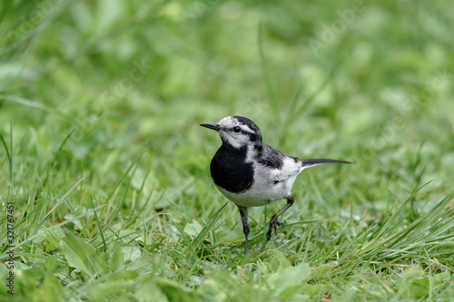 Japanese (Kamchatka) Pied Wagtail, Black-backed Wagtail, black and white bird in the grass © Godimus Michel
