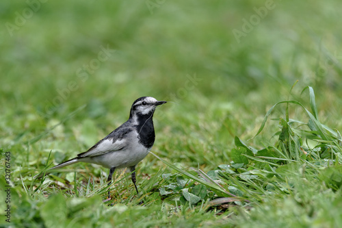 Japanese (Kamchatka) Pied Wagtail, Black-backed Wagtail, black and white bird in the grass