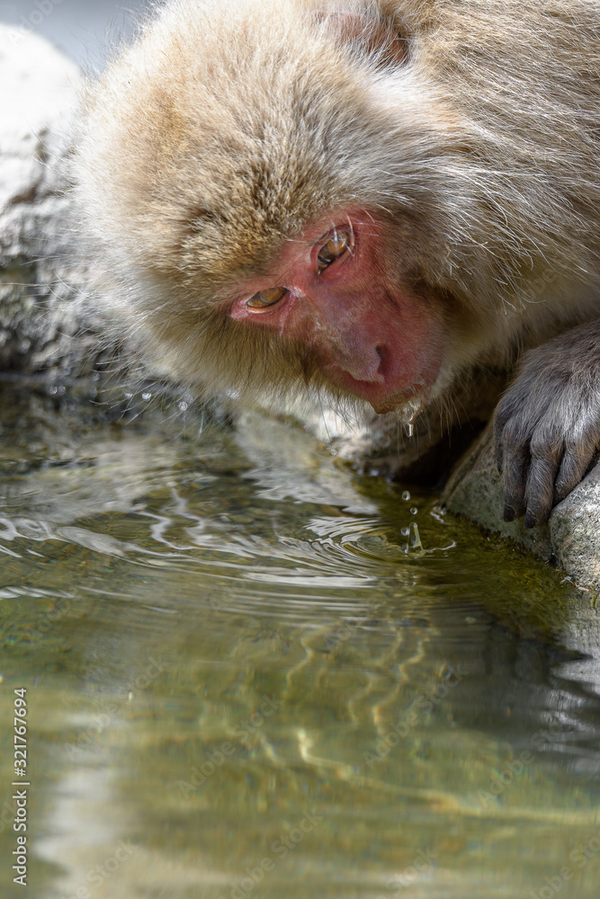 Naklejka premium white Japanese macaque, snow monkey close up
