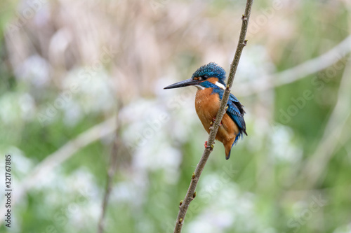 Kingfisher on a branch © Godimus Michel