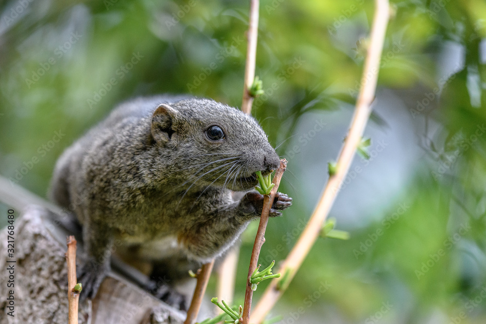 Formosan squirrel portrait (also called Taiwan squirrel) Formosan squirrel portrait (also called Taiwan squirrel)