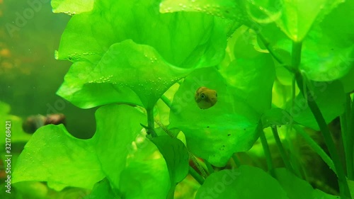 Small puffer fish in a freshwater plant aquarium background with plant , Green lotus