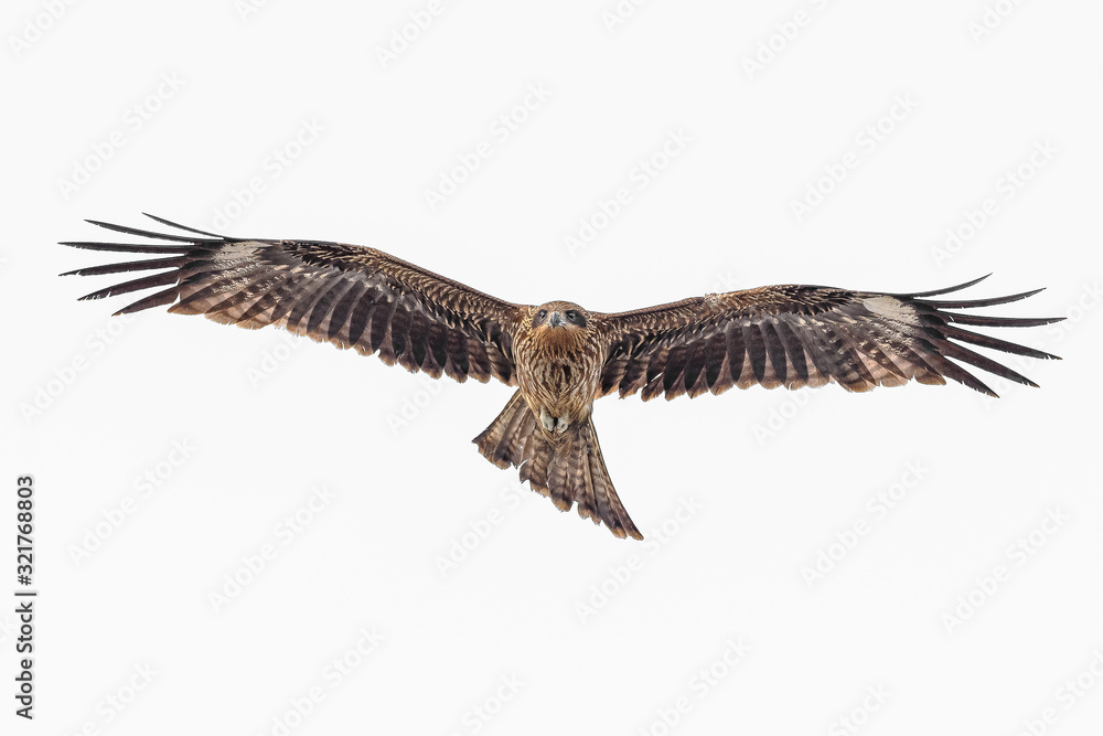 Fototapeta premium Black kite flying