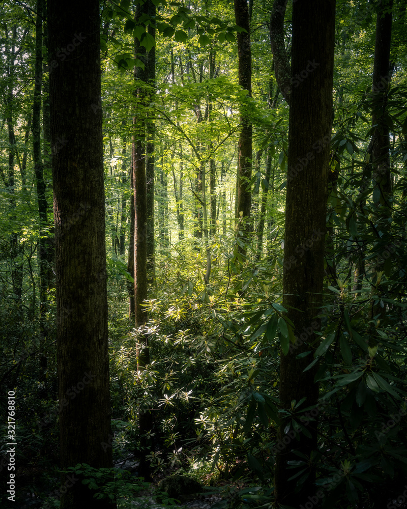 Obraz premium morning in the forest