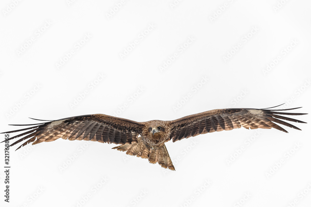 Obraz premium Black kite flying