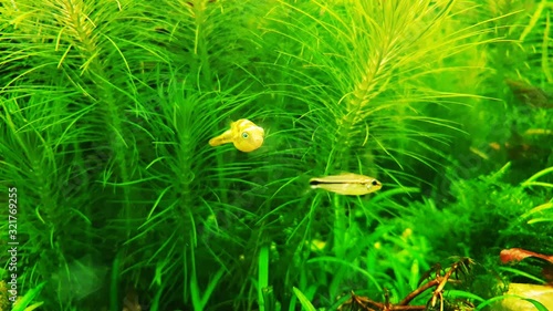Small freshwater puffer fish in a water plant aquarium