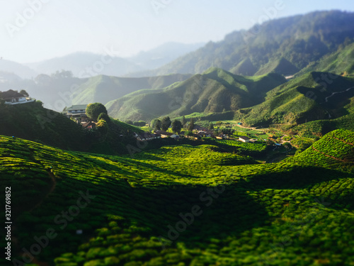 Vivid landscape shot of tea plantations