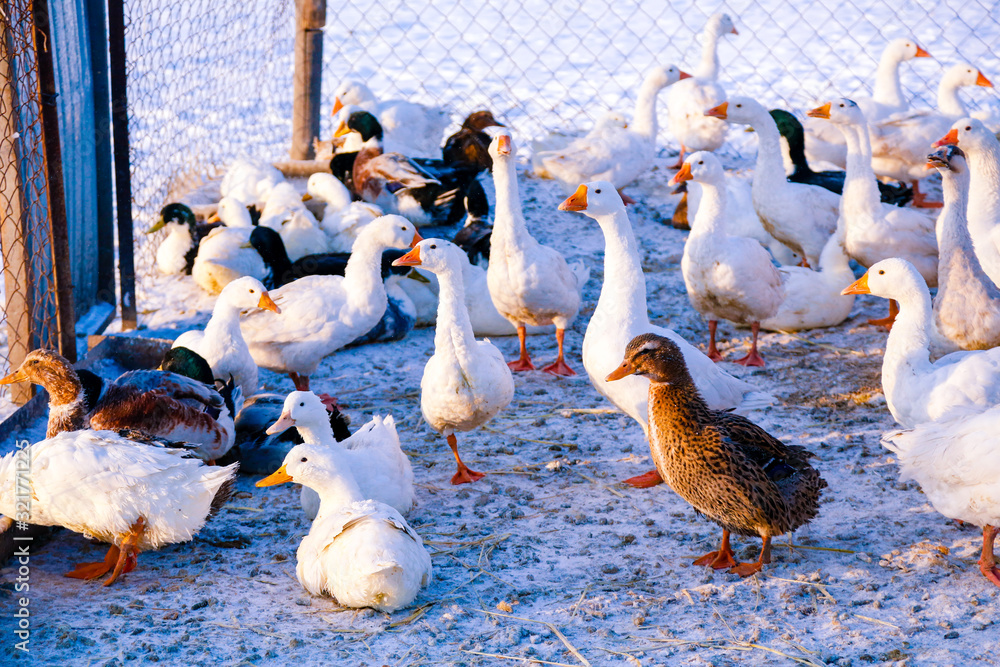 Obraz premium Flock of domestic geese on a farm