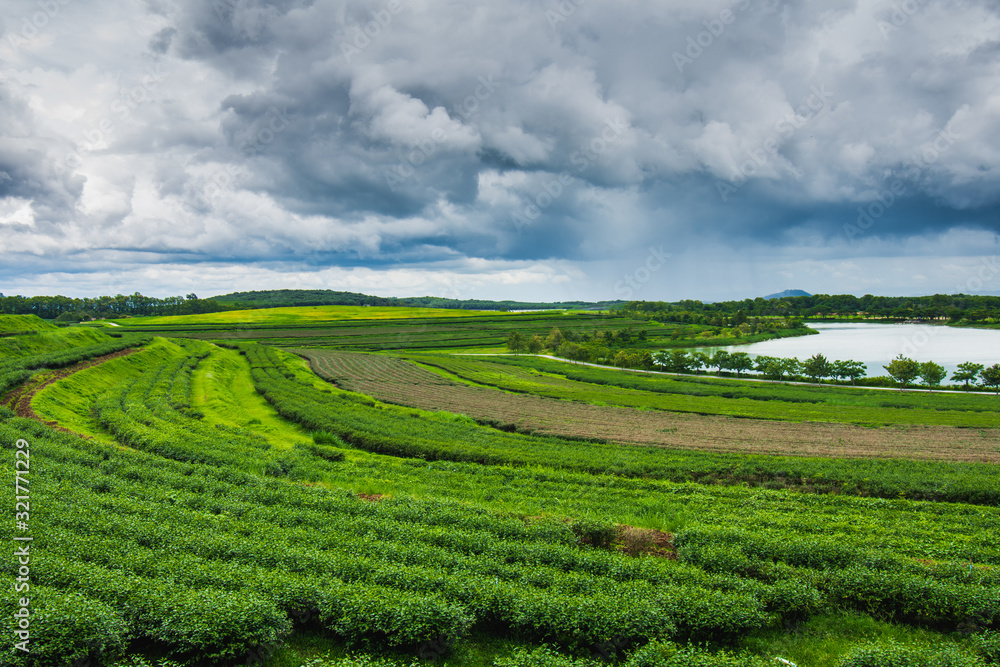 Green Tea Field. singha park chiang rai, Chiang Rai province, north Thailand
