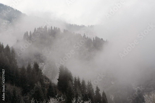 The first snow in the misty mountains with tall fir trees © photos_adil