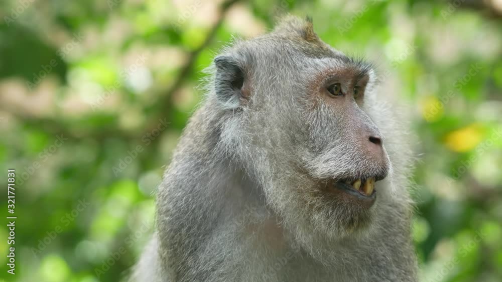 Curious Monkey in Bali Indonesia with green nature bakground of nature, Great bokeh Curious Monkey in Bali Indonesia with green nature bakground of nature, Great bokeh