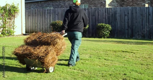 Female landscape worker pulling a hand truck dolly loaded with two bales of pinestraw across a backyard lawn towards a fence and some bushes