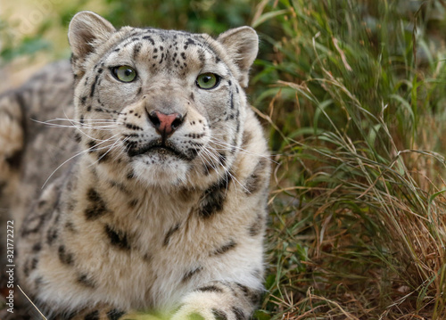 Snow leopard with green eyes closeup portrait
