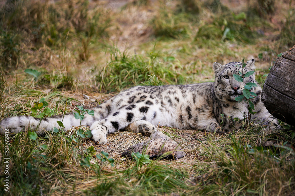 Snow leopard hiding in an ambush among plants Snow leopard hiding in an ambush among plants
