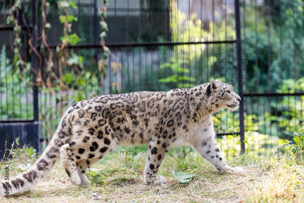 Obraz premium Snow leopard walks along the fence at the zoo