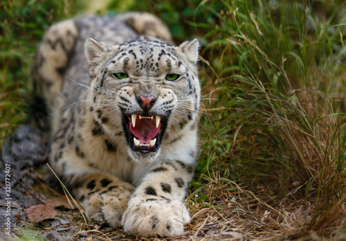 Photography Snow Leopard growls menacingly and wants to attack