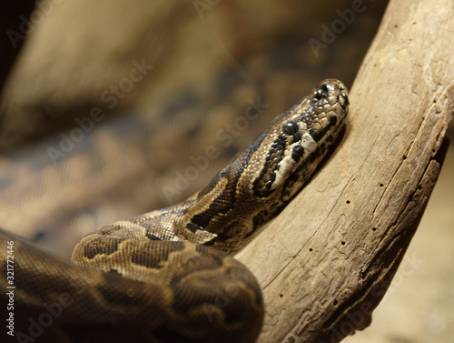 Snake resting on log