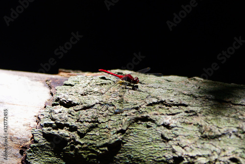 Dragonfly resting on log