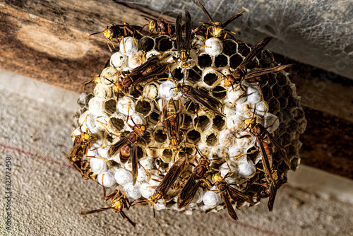 paper wasp nest on the ceiling 
