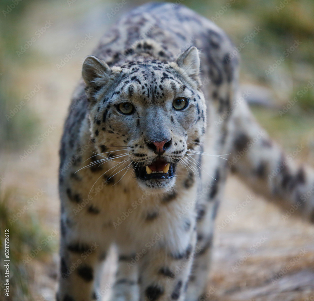 Naklejka premium Snow leopard portrait