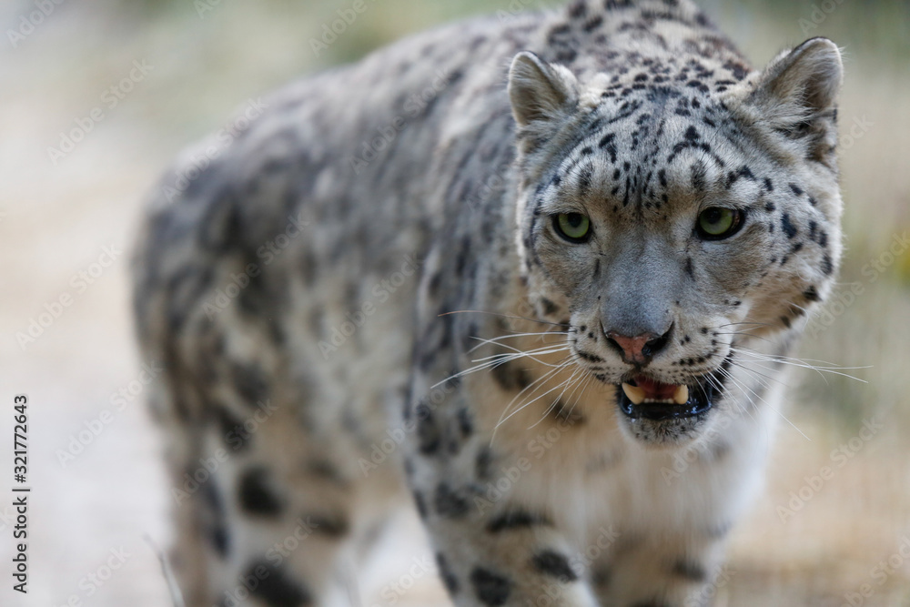 Fototapeta premium Snow leopard portrait 