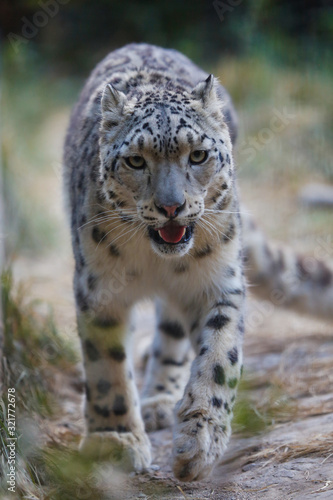  Snow leopard portrait 