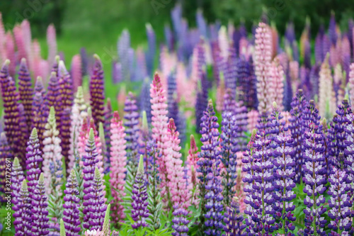 field of lupins