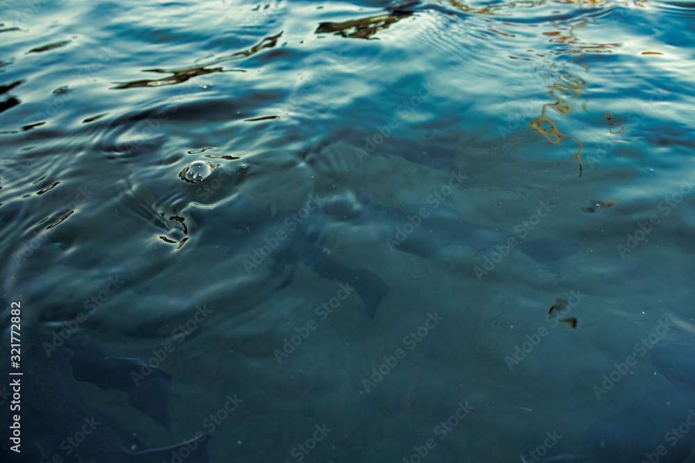water and fish background, Black and blue color water and fish background, Black and blue color