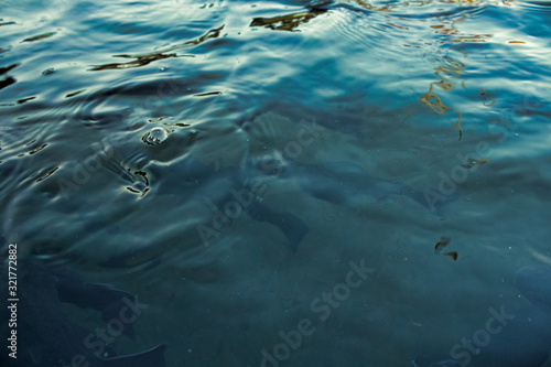 water and fish background, Black and blue color