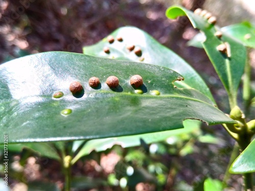 ladybug on leaf