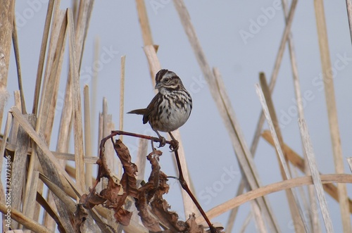 A song sparrow (Melospiza melodia) on twig among the reeds on the edge of Struve Slough in Watsonville, California. photo