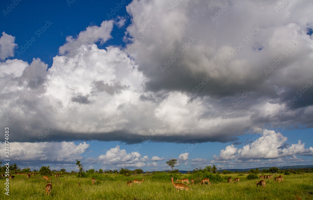 Clouds building above an African landscape with wildlife and green countryside image in horizontal format
