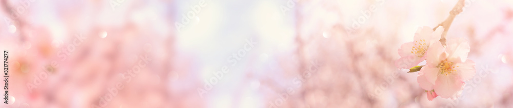 Fototapeta premium background of spring cherry blossoms tree. selective focus