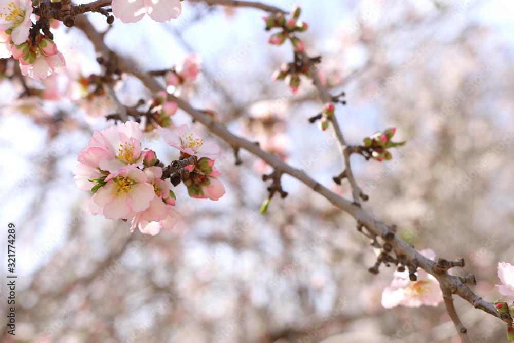 background of spring cherry blossoms tree. selective focus background of spring cherry blossoms tree. selective focus