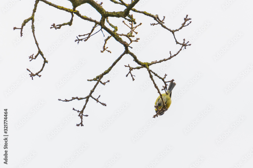 A tit is chirping in a tree A tit is chirping in a tree