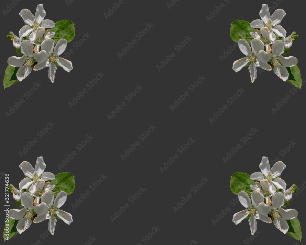 Obraz premium a pattern of white Apple blossoms on an isolated gray green background