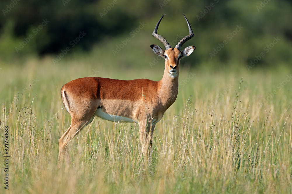Male impala antelope (Aepyceros melampus) in natural habitat, South Africa. Male impala antelope (Aepyceros melampus) in natural habitat, South Africa.