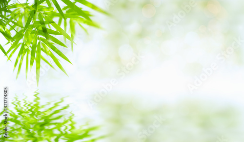 Bamboo leaves that have reflections in the water along with bokeh. Green leaf on blurred greenery background. Beautiful leaf texture in sunlight. close-up of macro with free space for text.