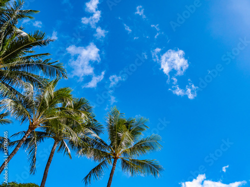 Palm Tree at Ala Moana Beach Park  Waikiki  Honolulu City  Oahu Island  Hawaii. Ala Moana Beach Park is a free public park on the island of Oahu  U.S. state of Hawaii.