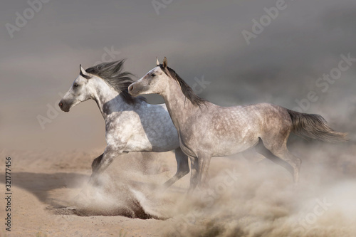 White horse herd galloping on sandy dust
