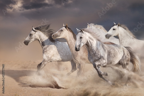 White horse herd galloping on sandy dust © callipso88
