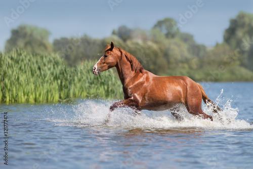 Red beautiful stallion run gallop in water with splash